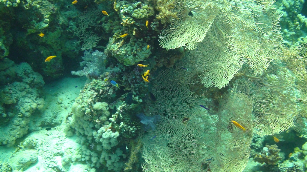 Original image